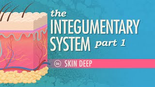 The Integumentary System Part 1  Skin Deep Crash Course Anatomy amp Physiology 6 [upl. by Orihakat]