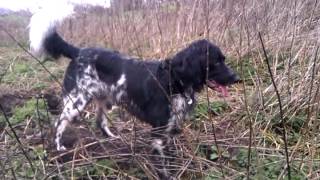 Large Munsterlander Loki hunting for rabbits [upl. by Demmer]