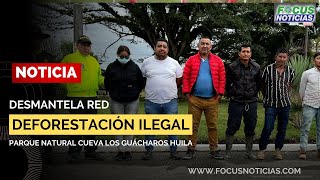 DESMANTELAN Red ILEGAl de TALA de ÁRBOLES del Parque Natural CUEVA de GUACHAROS Huila FocusNoticias [upl. by Annauqaj]