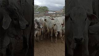 Garroteira top a venda na feira de gado em CaruaruPE [upl. by Akerboom]