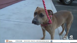 Pet of the week 3yearold Pit Bull mix ready for adoption [upl. by Goldia274]