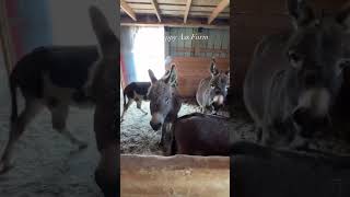 Just a few of the spoiled donkeys shorts onehappyassfarm farmlife donkeys babies animals [upl. by Nnail]