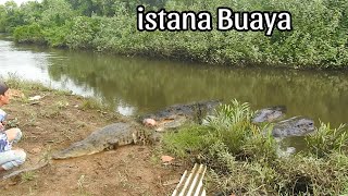 Istana Buaya paling nyata tempat berkumpul semua buaya dipulau bangka [upl. by Alphonsa194]