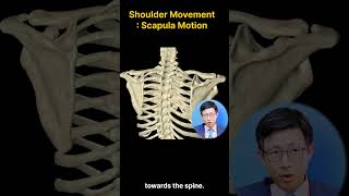 Shoulder MovementScapula Protraction Retraction amp Rotation 어깨 움직임견갑골 Protraction amp Retraction 회전 [upl. by Nonnahc]