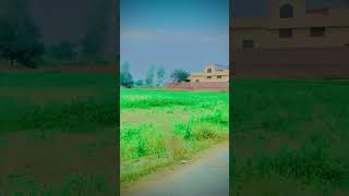 My favorite a village view my pinda name domala me city Narowal please support youtube [upl. by Siraved]