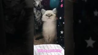 Little ragdoll Kitty 🥰 [upl. by Gaughan405]