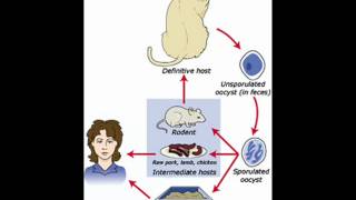 TOXOPLASMOSIS  HEALTH EDUCATION  INFECTION CONTROL ICSP  URDU  HINDI [upl. by Nyladgam]