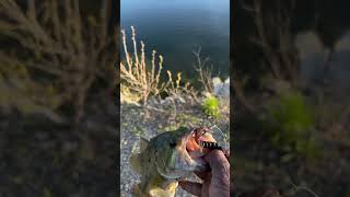 😂 Woosah positivevibes youtubeshorts largemouthbass fishing quarry catchandrelease angler [upl. by Liagibba]