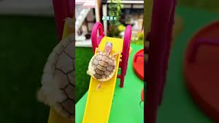 這小烏龜太可愛了吧followme foryou follow like share shorts tortoise turtle [upl. by Assirk]