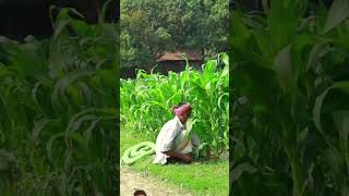 king cobra snake prank 🤣🤣🤣🤣🤣😂😂😂😂viralvideo [upl. by Yorke78]