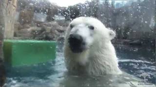 Kobe the Polar Bears First Day Out [upl. by Clarhe670]