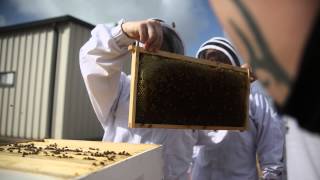 Beekeeping at Travis County Jail [upl. by Gardol]