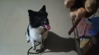 my joye  my pet 🐕German speechplayinganimal relatedviral short [upl. by Rehpotsirh792]