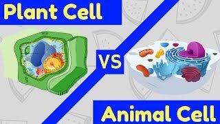 Plant Cell vs Animal Cell  3 Key Differences [upl. by Erlond]