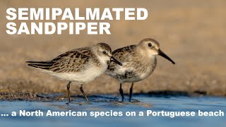 Semipalmated sandpiper on a Portuguese beach [upl. by Dietrich]