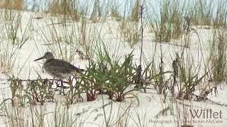 Assateague Island Hiking Trails [upl. by Hines772]