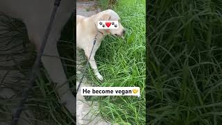 My dog switch for vegetable 😂 dog chien cute trend doglover vegan [upl. by Knorring]