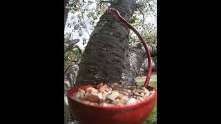 Quick Tufted Titmouse Peanut Grab [upl. by Mcneil]