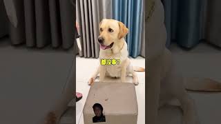 dog labrador puppy pets funny comedy challenge prank [upl. by Kellsie423]