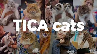 TICA Annual Cat Show 2024 [upl. by Cuhp]