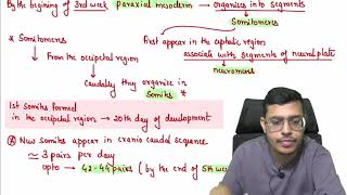 MBBS 1st Year General Embryology 38th Week of Devlopment Part 1 Continued [upl. by Calli]