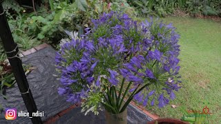 Agapanthus these beautiful plants are easily propagated by division [upl. by Airdnahc]