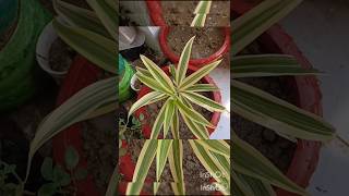 Dracaena reflexa repotting indoorplants garden planter bollywood hindisong song planterdecor [upl. by Ahsenyt264]