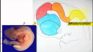 Embriologia SNC [upl. by Aileda]