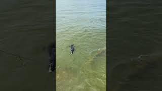 Melanistic Alligator Gar  Bolivar Peninsula Galveston [upl. by Leodora]