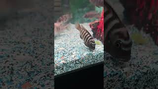 Angry Mbunambunacichlids africancichlids fishtank freshwaterfishtank aquariumfish [upl. by Robinson]