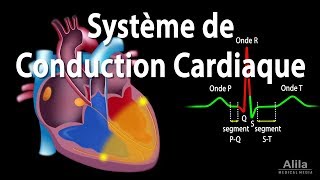 Le Système de Conduction Cardiaque et la Relation avec lECG Animation [upl. by Oemac136]