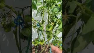 Best way To Ripen Tomatoes On The Vine  Quick tip tomatoes [upl. by Akiehs301]