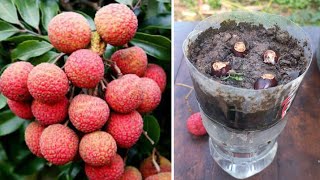 How to grow lychee from seed fast 100 and simple work at home my agriculture [upl. by Nadya]