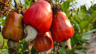 Cashew farm [upl. by Ardeen885]