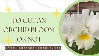 To Cut a Bloom or Not That is the Question [upl. by Paver691]