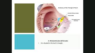 Conducting system amp fibrous skeleton of heart CVS 8 [upl. by Ripley]