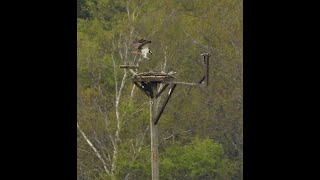 old footage of a osprey bathing at middlebere in Poole harbor Dorset Nikon p900 shorts birds [upl. by Akiemaj]