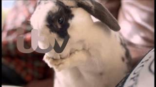 ITV Ident Rabbit  2013 [upl. by Deny]