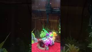 Both live bearer fish tanks female and male [upl. by Aynad]