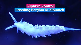 Aiptasia Control  Breeding Berghia Nudibranch [upl. by Randa]