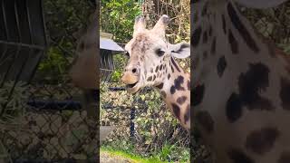 Giraffe 🦒 at Oregon Zoo music travel animallover animals zoo [upl. by Ahsiruam]