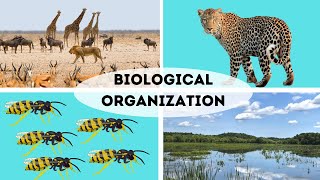 Organization of Ecosystems  Organism Population Community [upl. by Ahsem588]