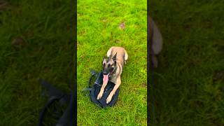 DECOY’S POV Belgian Malinois K9 Won’t Let You Steal The Bag [upl. by Hagerman868]