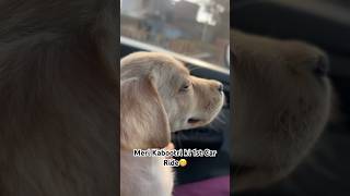 Simba ki pehli Car Ride😁 CreatorNirulSi trending dog viralvideo shorts subscribe support [upl. by Dian]