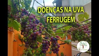 UVA CULTIVANDO DOENÇA NAS FOLHAS VAMOS APRENDENDO [upl. by Christabella]