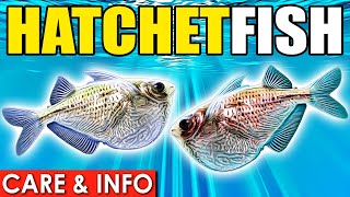 Hatchetfish  Hatchetfish Info And Care  Care Guide For Hatchetfish Beginners [upl. by Ziwot]