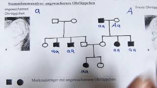 Stammbaumanalyse [upl. by Yvon86]