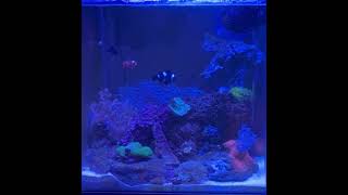 Basic Reef tank  a few new additions [upl. by Copeland]