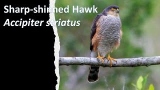 Sharpshinned Hawk Accipiter striatus Coto de Caza Orange County California [upl. by Namwob993]