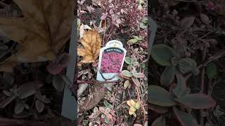 Perennial flowers perennialplant shortvideo ytshorts [upl. by Egiap]